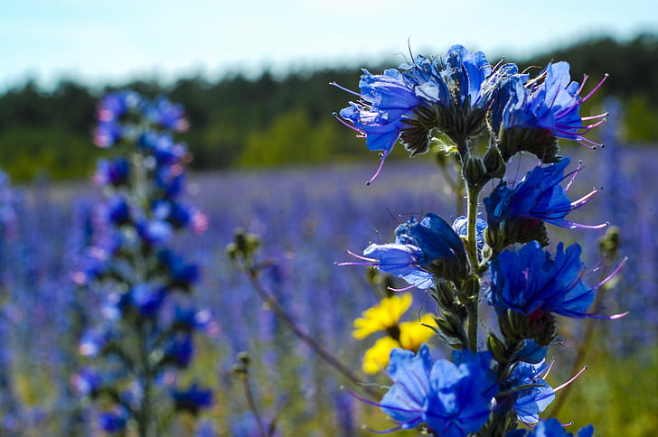 Viper Liaudies bugloss, Gotlando, lova, lauko, Gamta, pavasarį, mėlynos spalvos žiedlapiai