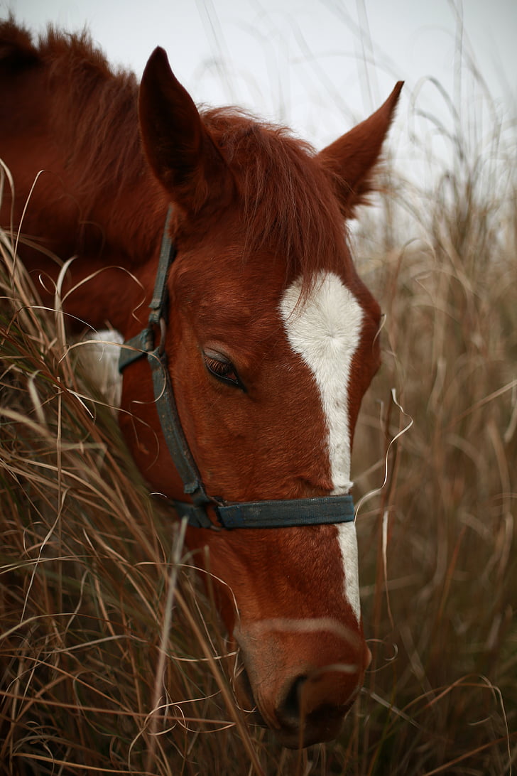 cheval, Hay, automne