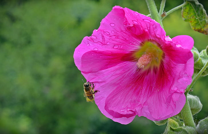 Althaea rosea, flor, floración, abeja, flor, bolsa rosa, bolsa de jardín color de rosa