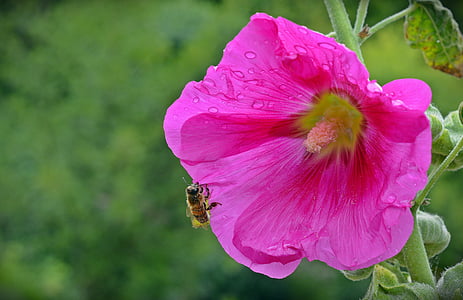 althaea 아, 꽃, 블 룸, 꿀벌, 꽃, 재고 로즈, 주식 장미 정원
