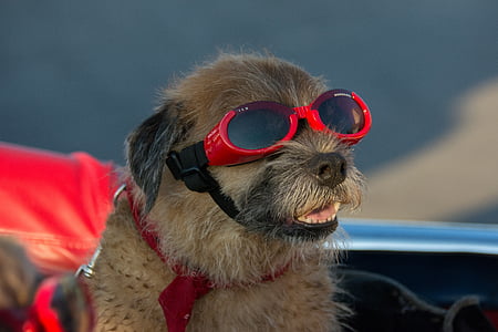 Apsauginiai akiniai, šuo, šunų, naminių gyvūnėlių, atostogų, juokingas, terjeras