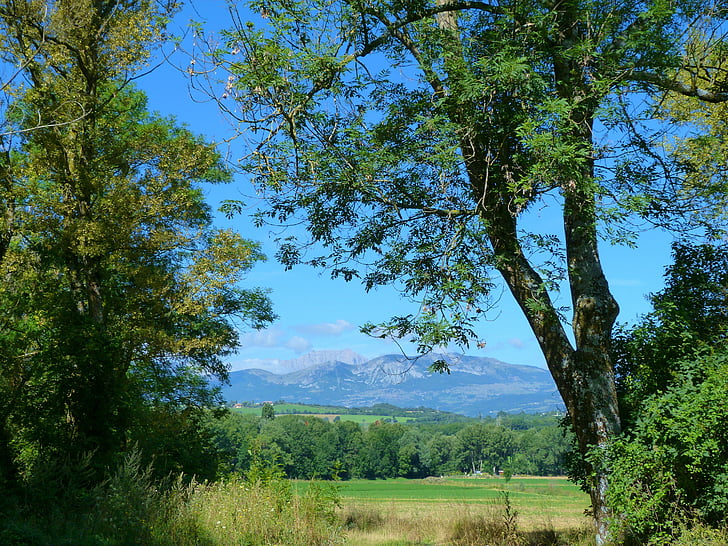 landschappen, natuur, veld, zomer, bomen, hemel, berg