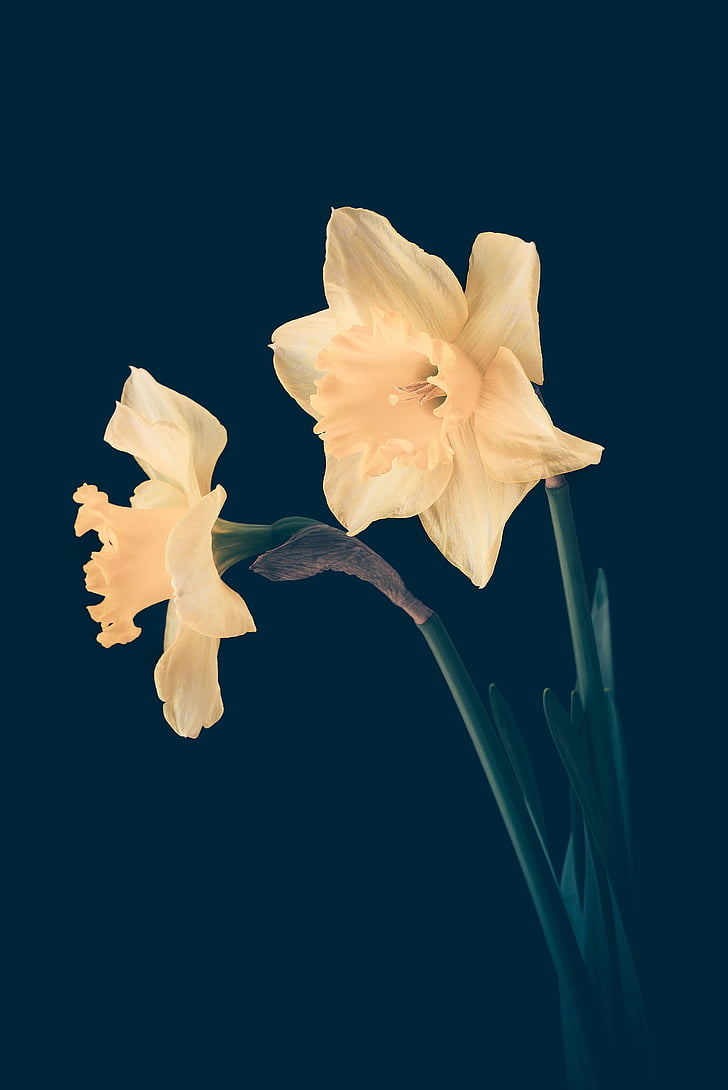 daffodils, yellow, yellow flowers, flowers, spring flowers, yellow spring flowers, two