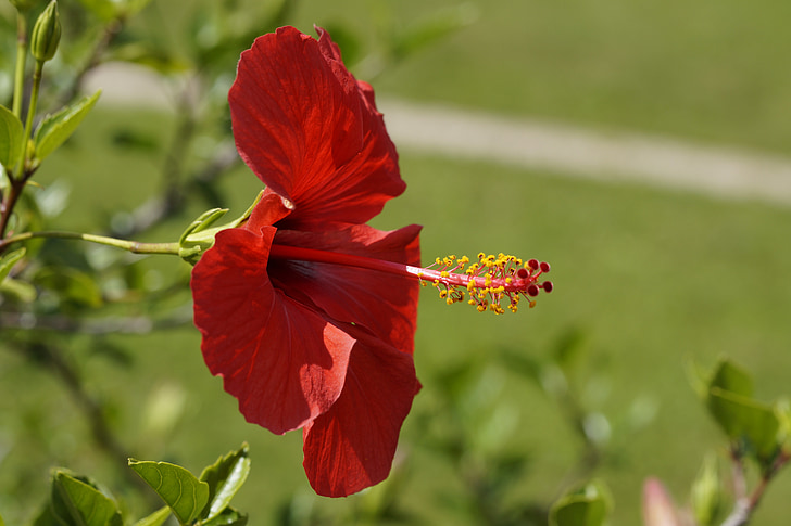 Ιβίσκος, κόκκινο, άνθος, άνθιση, λουλούδι, μολόχα, Malvaceae