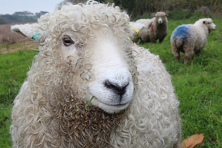ovelhas, pasto, lã, agricultura, pecuária, Prado