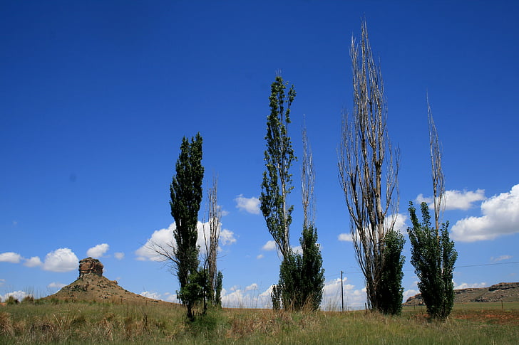 four poplars, tall, scragly, thin, veld, outcrop, sky