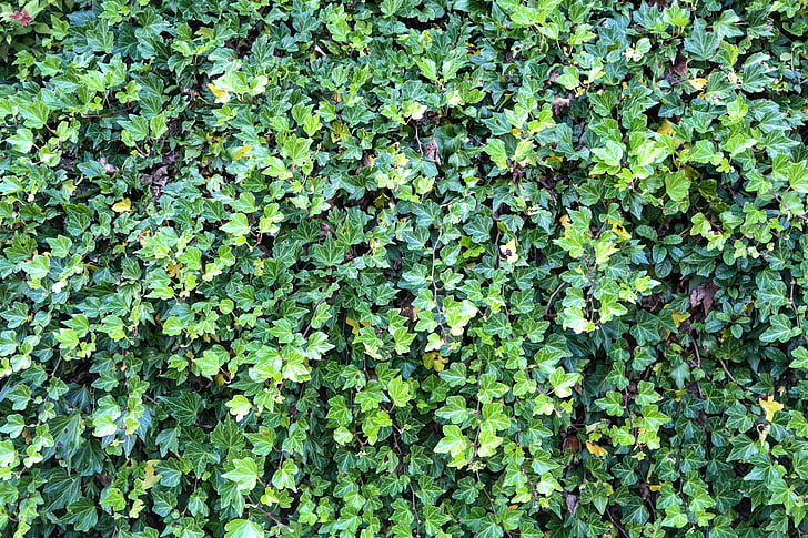 klimop, Ivy hedge, begroeid, plant, blad, Bladeren