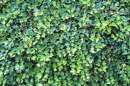 Ivy, Ivy hedge, banyak ditumbuhi, tanaman, daun, daun