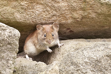 mouse, nature, rodent, one animal, animal wildlife, animal, animals in the wild