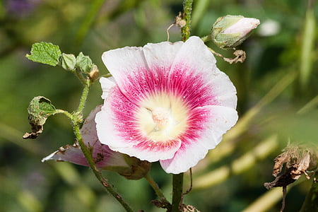 απόθεμα τριαντάφυλλο, αλκέα rosea, Ζεφ γ., Λεύκα τριαντάφυλλο, μωρό τριαντάφυλλο, κήπο με τριανταφυλλιές και αποθεμάτων, ανθοφορία των φυτών