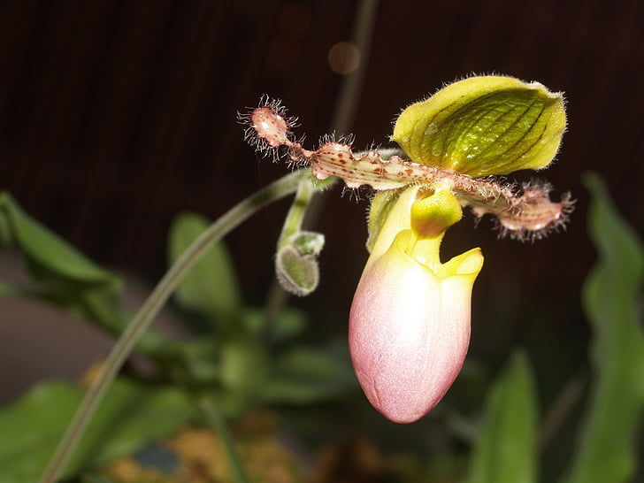 orquídea, flor, brilhante, Violet, Flora, crescimento, decoração