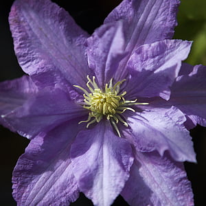 clematis, flower, plant, flora, purple, bloom, blossom