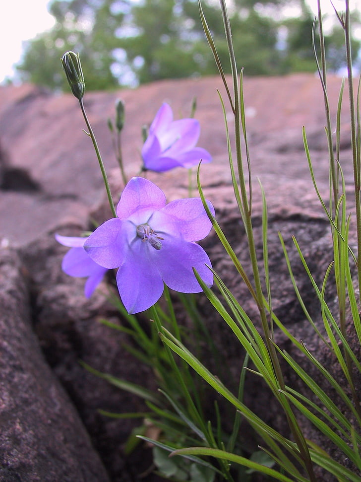 Bluebell, rotsen, Lake superior, Minnesota, groen, natuur, bloem