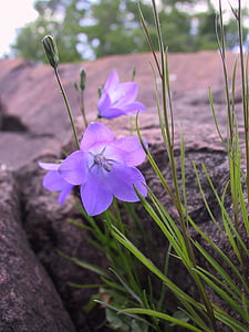 Bluebell, Rocks, Lake superior, Minnesota, grön, naturen, blomma