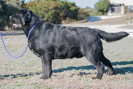gos, recollidor de pilotes de Labrador, Laboratori negre, pila, Labrador, recollidor de pilotes, animal de companyia