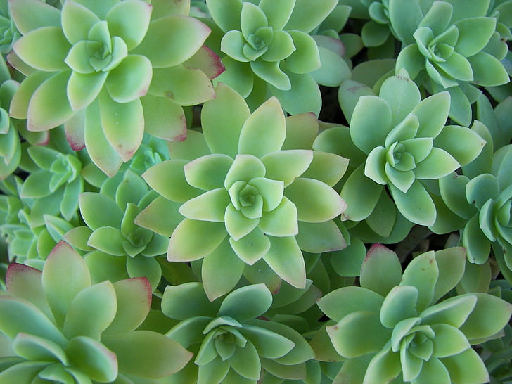 Aeonium, rozetė augalų, lapai, mėlynai žalia, augalų