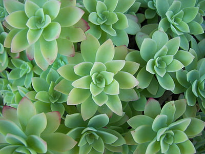 aeonium, 玫瑰植物, 叶子, 蓝绿, 植物