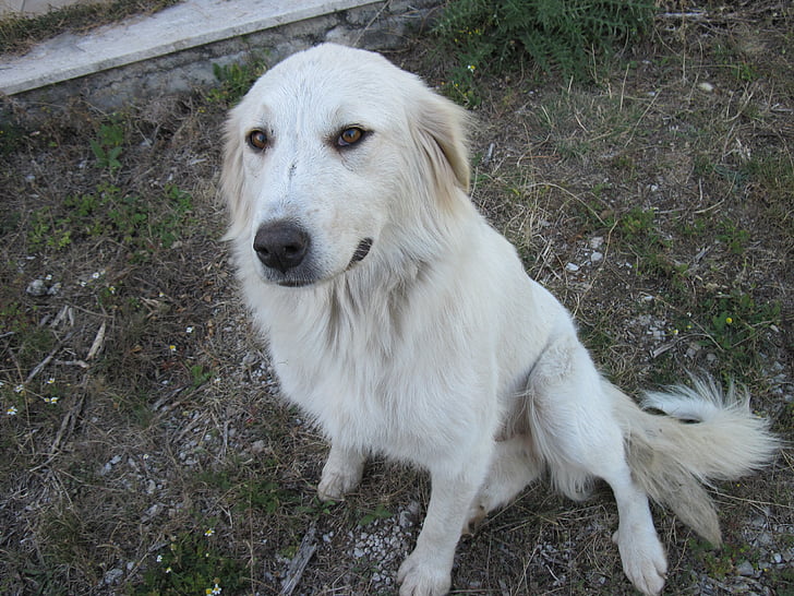 perro, Blanco, mascota, animal, jardín, colocación de, montaña