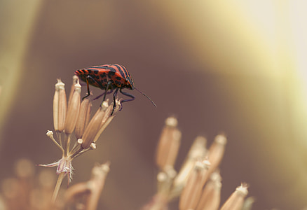 bug de strip-tease, Bug, inseto, listrado, natureza, foto de insetos, macro
