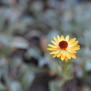 small flower, yellow, flower, floral, outdoor, petal, bloom