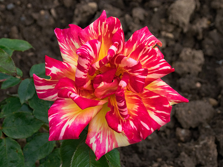 rosa, Harry wheatcroft, Caribia, floribunda, fiori, rosso, giallo