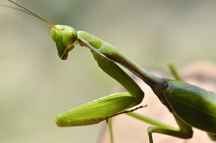 grasshopper, insect, macro