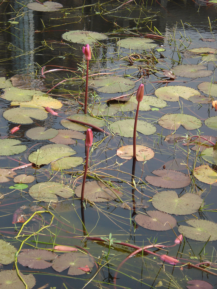 lalbagh fort pond, water lily, màu xanh lá cây, nước, Dhaka