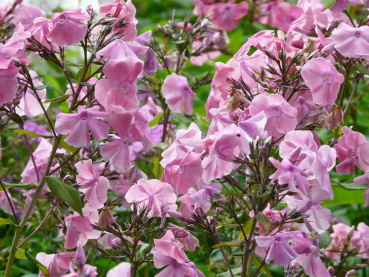 phlox perenne alta, Phlox paniculata, llama flor panoja, flor de fuego, Phlox, arbusto ornamental, rosa