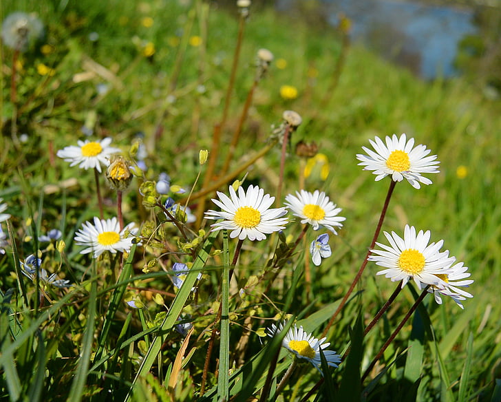 Daisy, husi kvet, Flora, kvet, lúka, jar, Príroda