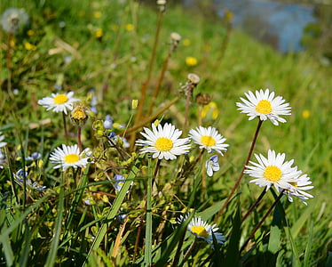 Daisy, hanhet kukka, Flora, kukka, niitty, kevään, Luonto