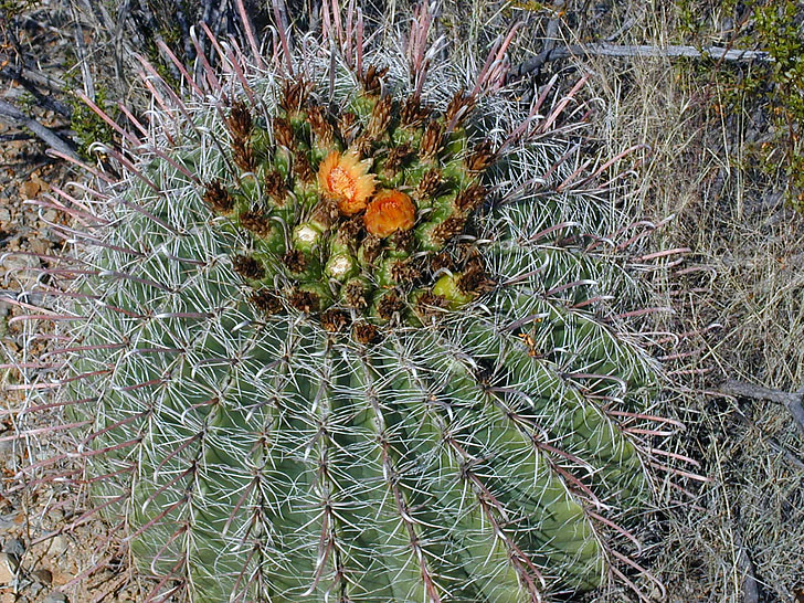 Steno cactus, kaktus blomma, Cactus, taggig