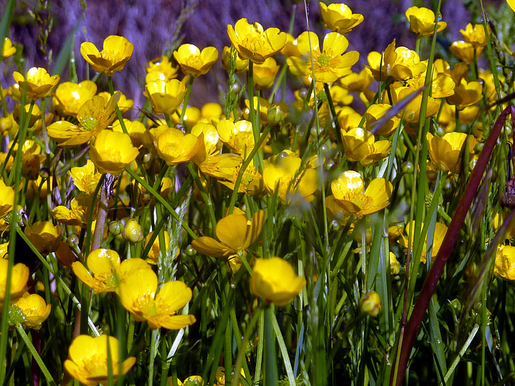 blomster, våren, gul, natur, kronblad, blomstrende, Buttercup
