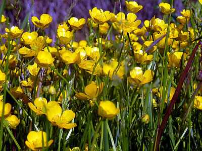 květiny, jaro, žlutá, Příroda, okvětní lístky, kvetoucí, Buttercup