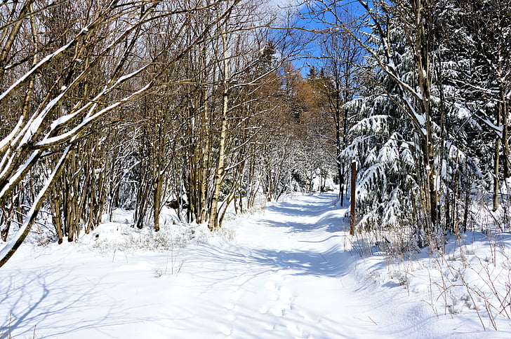 l'hivern, bosc, neu, coníferes, avets, distància, Senderisme