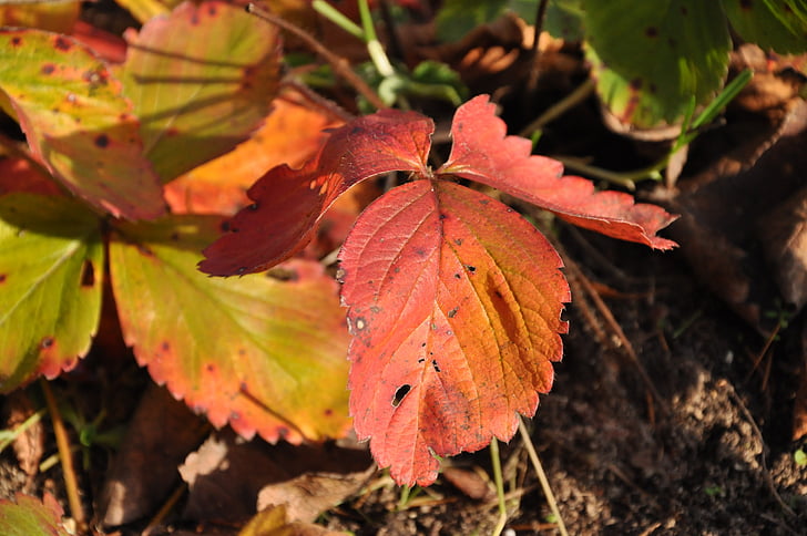 Blatt, Herbst, Natur, rot, Garten