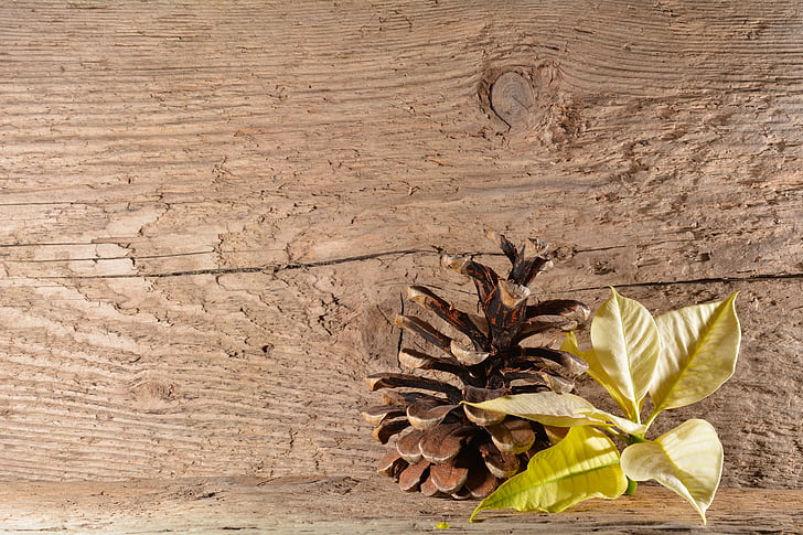 wood, background, poinsettia, blossom, bloom, flower, pine cones