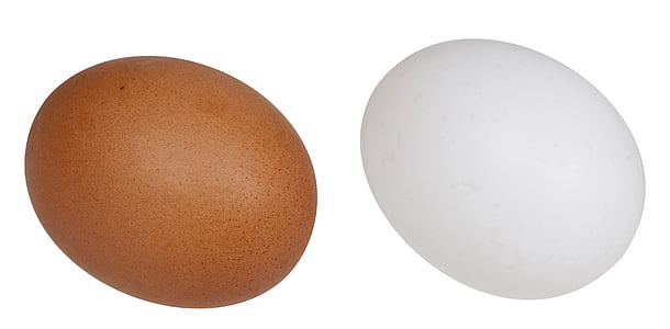 food, eat, diet, white, brown, eggs, white color