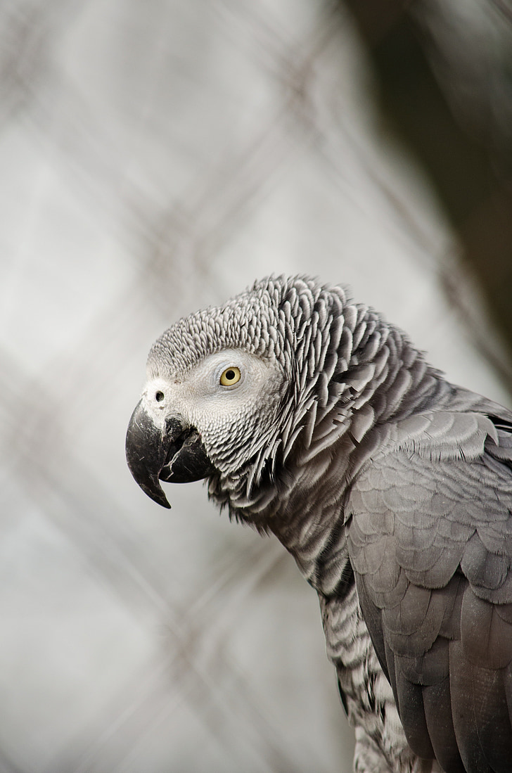 Afriški sivi papagaj, papiga, ptica
