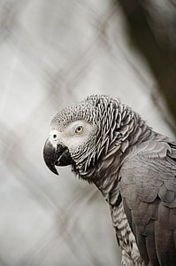 Африканський сірий папуга, Папуга, птах