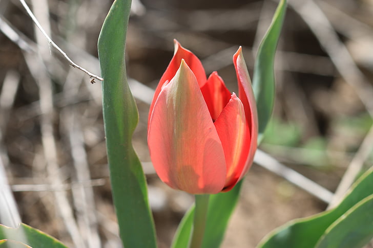 tulipaner, grønn, rød, blomst, hage, anlegget, blomster