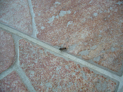 мравка, камък, пляскане, насекоми, животните