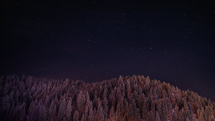 purple, ski, night, forest, tree, fir, evergreen