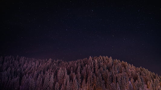 lila, Ski, éjszaka, erdő, fa, fenyő, örökzöld