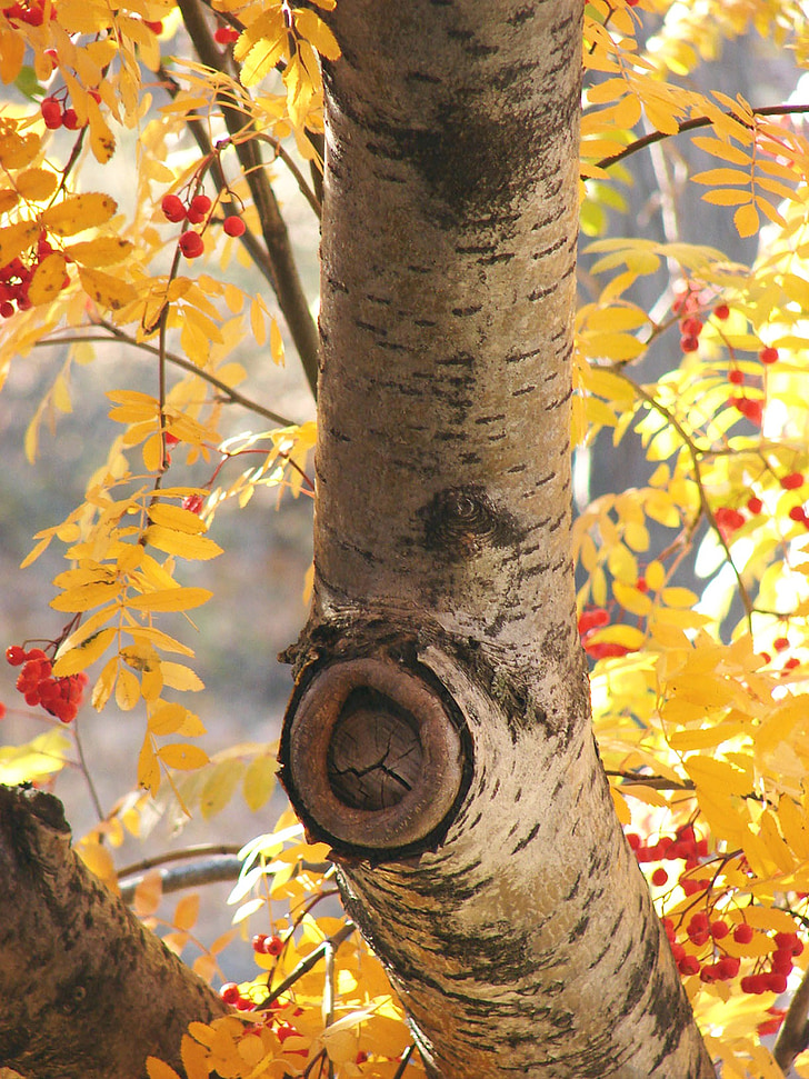 Beržas, rudenį, medis, sezono metu, rudens spalvos, rudenį lapai, Auksinis ruduo