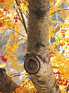 betulla, autunno, albero, stagione, colori d'autunno, fogli di caduta, autunno dorato