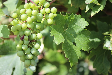grapes, wine, vine, bunch, leaf, grape, agriculture