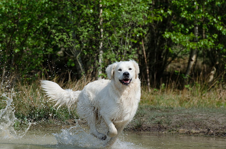 Γκόλντεν Ριτρίβερ, νερό, σκύλος, το καλοκαίρι, βρεγμένο σκύλο, Λίμνη, φύση