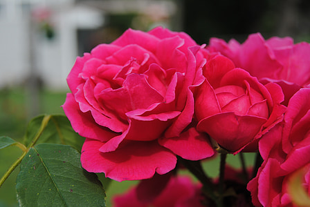 flores rojas, Rosas, Bush, arbusto color de rosa, color de rosa, floración, naturaleza