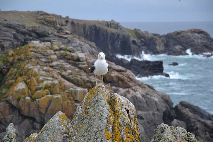 gull, sea, side, rocks, brittany, wild coast