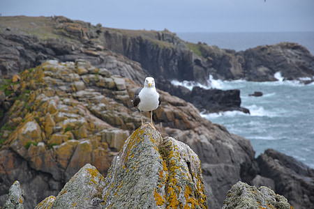 måge, havet, side, sten, Bretagne, vilde kyst